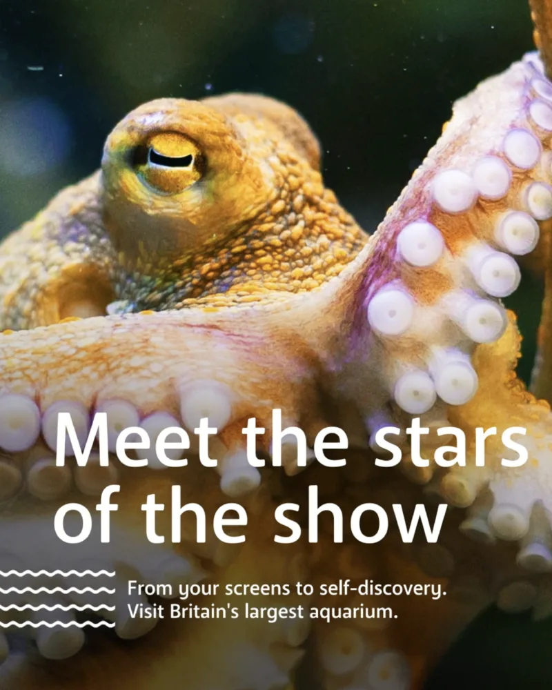 Aquarium social media graphic design with octopus photography for a UK attraction